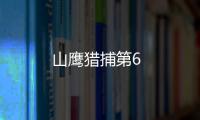 山鷹獵捕第6