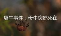 屠牛事件：母牛突然死在遙遠(yuǎn)山谷（被認(rèn)為是外星人所殺）