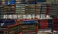 嶺南魯班重遇千年巨木 大師匠心再續(xù)海黃情緣
