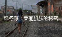 忍冬藤：美麗肌膚的秘密武器