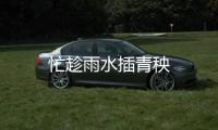 忙趁雨水插青秧