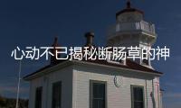 心動不已揭秘斷腸草的神奇功效與作用！