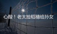 心酸！老太撿稻穗給孫女做大米飯