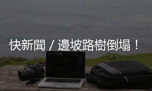 快新聞／邊坡路樹倒塌！　自小客閃避不及撞上擋風玻璃碎裂