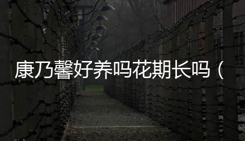 康乃馨好養嗎花期長嗎（康乃馨好養嗎）