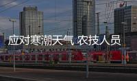 應對寒潮天氣 農技人員田間指導確保農作物安全越冬