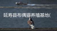 延壽縣布偶貓養(yǎng)殖基地(布偶喵壽命)
