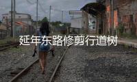 延年?yáng)|路修剪行道樹
