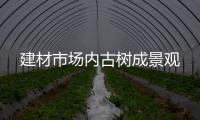 建材市場內古樹成景觀