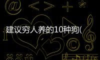 建議窮人養的10種狗(為什么養松獅的人特別少)