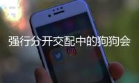 強(qiáng)行分開交配中的狗狗會(huì)怎么樣(強(qiáng)行分開交配中的狗狗是什么)