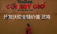 開發沃柑全鏈價值 武鳴沃柑產業邁向深加工時代