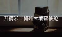 開摘啦！梅州大埔蜜柚搶“鮮”上市，蜜味哦~