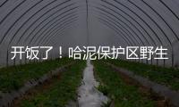 開飯了！哈泥保護區野生動物享用2萬斤“樹上”玉米大餐