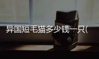 異國短毛貓多少錢一只(異國短毛貓和加菲的區別)