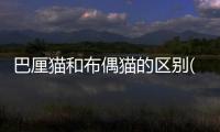 巴厘貓和布偶貓的區(qū)別(巴厘貓和布偶貓哪個貴)