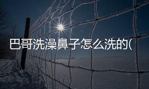 巴哥洗澡鼻子怎么洗的(巴哥怎么洗澡不容易得皮膚病)