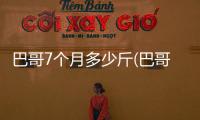 巴哥7個月多少斤(巴哥3個月標準多少斤)