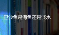 巴沙魚是海魚還是淡水 巴沙魚是海鮮嗎