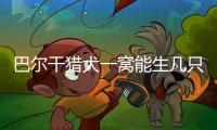 巴爾干獵犬一窩能生幾只 巴爾干獵犬性格優(yōu)點和缺點