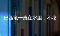 巴西龜一直在水里，不吃東西？ 小巴西龜一直不吃東西