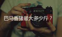 巴馬香豬最大多少斤？ 香豬最大有多少斤
