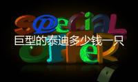 巨型的泰迪多少錢一只