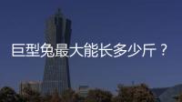 巨型兔最大能長多少斤？ 巨型兔子能長多大