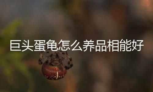 巨頭蛋龜怎么養品相能好(巨頭蛋龜怎么養背紋)
