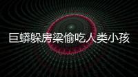 巨蟒躲房梁偷吃人類小孩 大人看到這副場面被嚇死