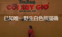 已知唯一野生白色熊貓確認(rèn)為雄性！我國(guó)第一只白色大熊貓最新研究來了