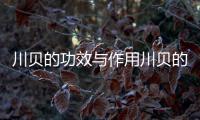 川貝的功效與作用川貝的功效與用介紹