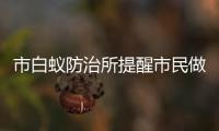 市白蟻防治所提醒市民做好白蟻防范_