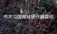 市夾溝國有林場開展森林質量提升項目自查