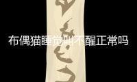 布偶貓睡覺叫不醒正常嗎(布偶貓睡著叫不醒)