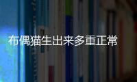 布偶貓生出來多重正常  布偶貓生出來多重啊