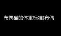 布偶貓的體重標準(布偶貓的品相標準)