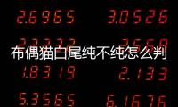 布偶貓白尾純不純怎么判斷(布偶白尾巴尖不好嗎)