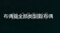 布偶貓全部類型圖(布偶貓系列有哪些)