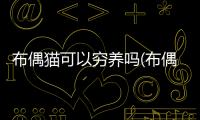 布偶貓可以窮養(yǎng)嗎(布偶貓養(yǎng)多大才能賣出去)