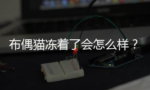 布偶貓凍著了會怎么樣？布偶貓冷的表現(xiàn)