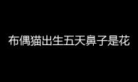 布偶貓出生五天鼻子是花的(布偶貓剛出生)