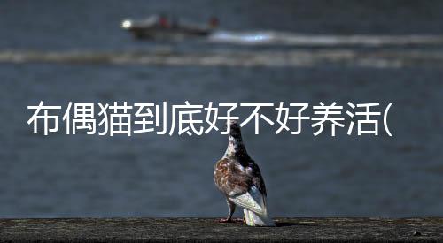 布偶貓到底好不好養活(布偶貓咪好不好養)