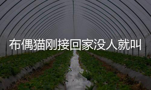 布偶貓剛接回家沒人就叫怎么辦(布偶貓剛接回家沒人就叫了)