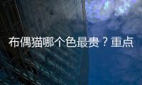 布偶貓哪個色最貴？重點色布偶和手套布偶區別