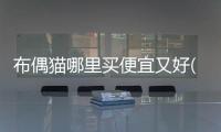 布偶貓哪里買便宜又好(布偶貓最便宜多少錢一只)