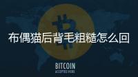 布偶貓后背毛粗糙怎么回事？布偶貓后背毛粗糙怎么辦
