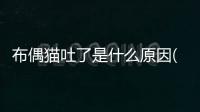 布偶貓吐了是什么原因(布偶貓毛短是什么情況)