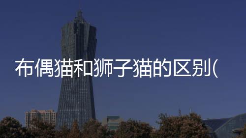 布偶貓和獅子貓的區(qū)別(布偶貓和獅子雜交的品種)