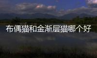 布偶貓和金漸層貓哪個好(布偶貓是哪里的品種貓)